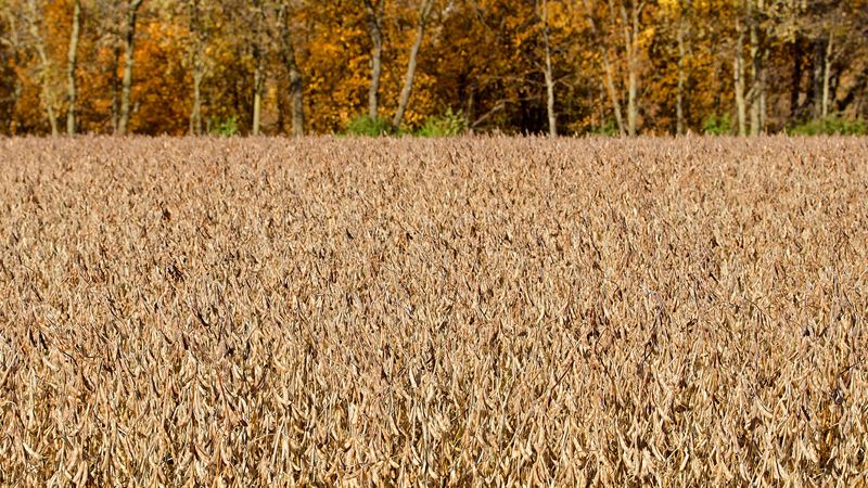 Fall Soybeans